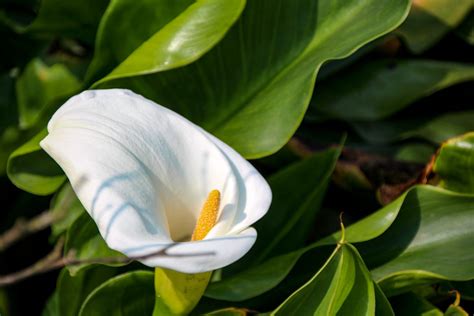 房間可以放蘭花嗎|室內種植蘭花祕訣：讓您的室內充滿蘭花香氣 